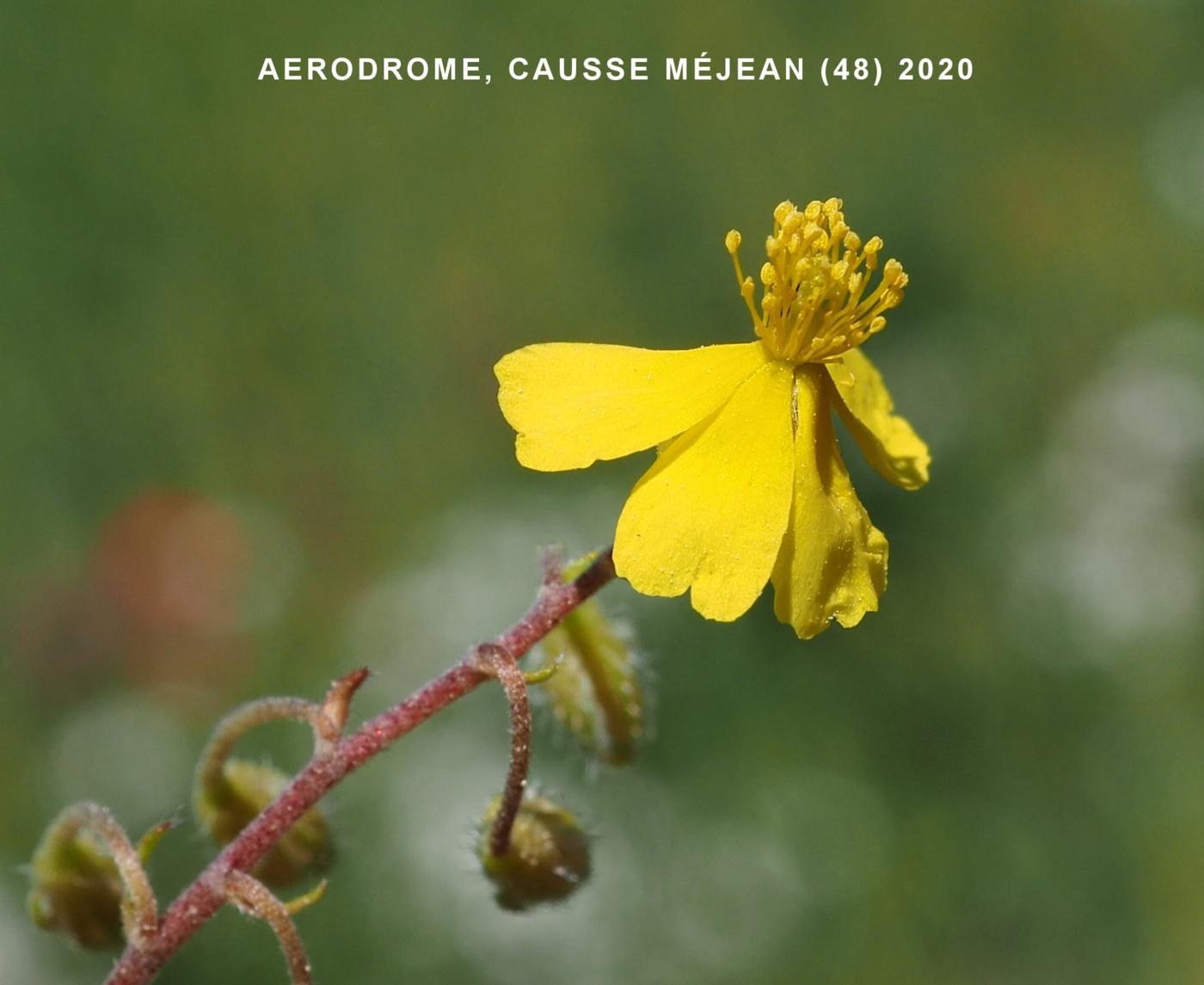 Rock-Rose, (Mountain) flower